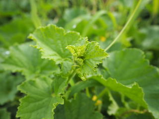 nature Farming 